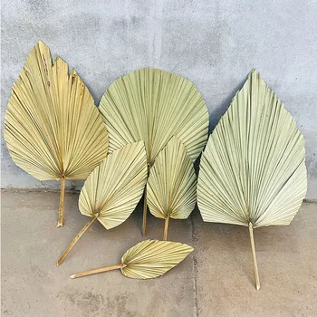 1tk Palm Fänn Leht, Kuivatatud Lill Palm Leaf Aknas Vastuvõtu Poole Kunst Seina Riputamise Kodus Laua Kaunistamiseks Pulmad Arch Kokkulepe
